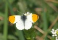 /album/my-local-birding-gallery/orange-tipped-butterfly-3-jpg/